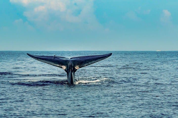 Mirissa Whale-Watching Yacht Tour — Half-Day Whale & Dolphin Expedition photo 3