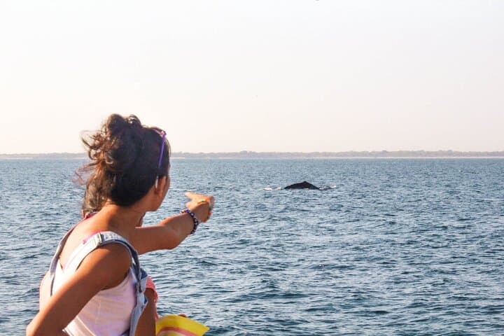 Mirissa Whale-Watching Yacht Tour — Half-Day Whale & Dolphin Expedition