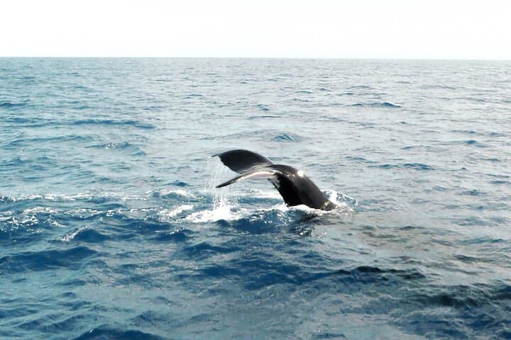 Mirissa Whale-Watching Yacht Tour — Half-Day Whale & Dolphin Expedition photo 5