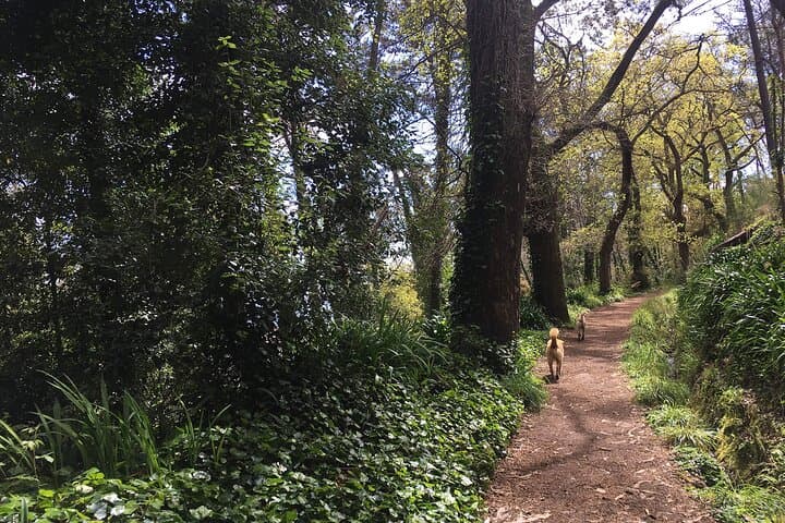 Vale Paraiso (Paradise Valley) Levada Walk — Camacha to Funchal Views photo 3