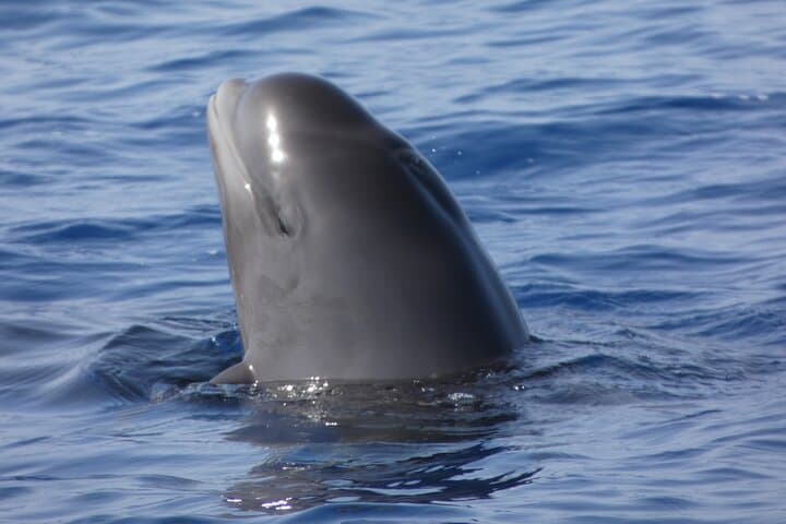 Los Cristianos No-Chase Whale & Dolphin Cruise Aboard the Bahriyeli photo 5