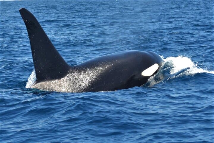 Los Cristianos No-Chase Whale & Dolphin Cruise Aboard the Bahriyeli photo 4