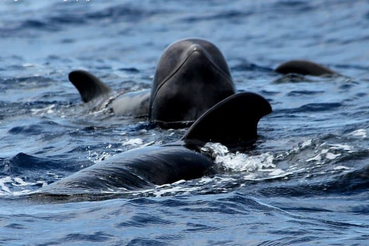 Los Cristianos No-Chase Whale & Dolphin Cruise Aboard the Bahriyeli photo 6