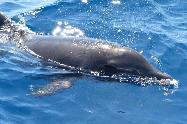 Los Cristianos No-Chase Whale & Dolphin Cruise Aboard the Bahriyeli photo 3