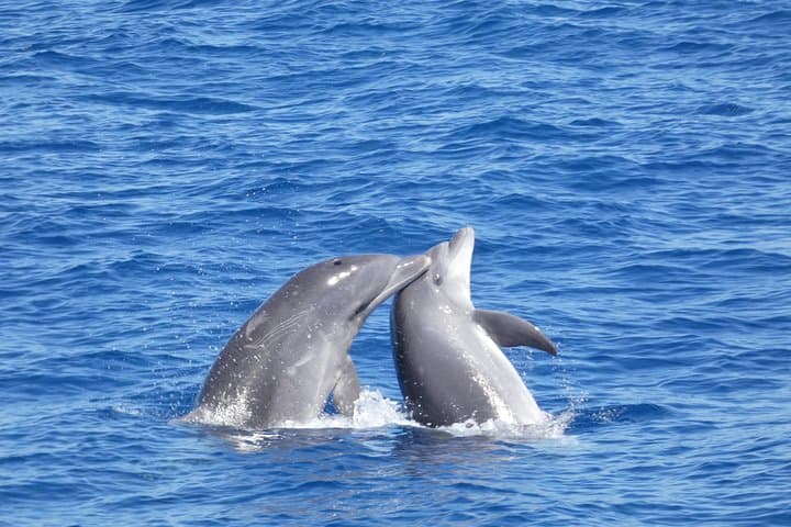 Los Cristianos No-Chase Whale & Dolphin Cruise Aboard the Bahriyeli photo 2