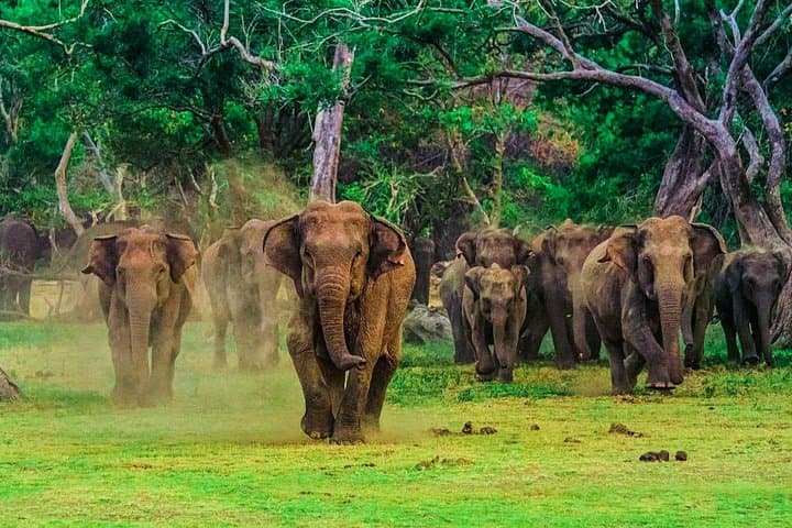 Udawalawe National Park Safari from Ahungalla — Half‑Day Elephant Safari photo 4