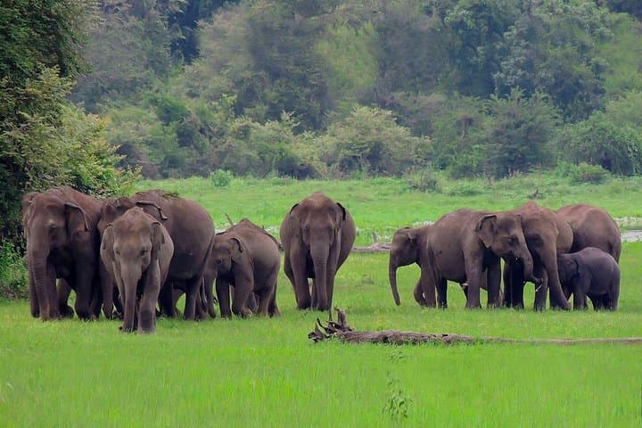 Udawalawe National Park Safari from Ahungalla — Half‑Day Elephant Safari photo 1