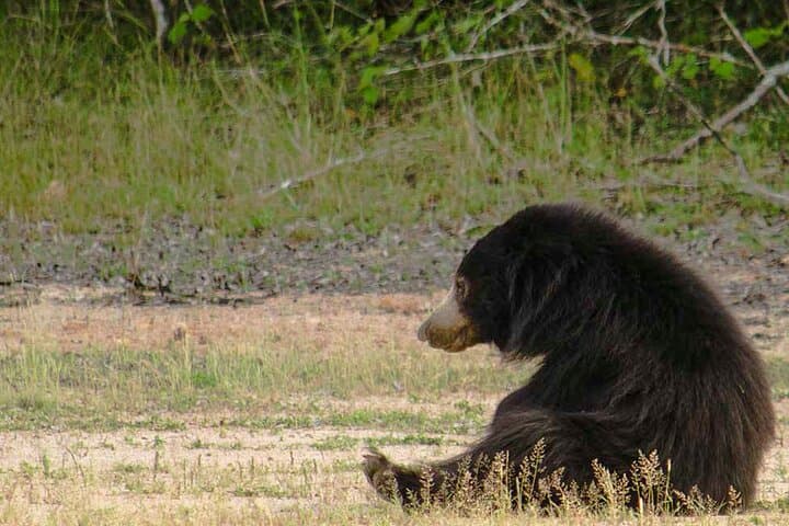 Yala National Park Safari from Weligama — Private Jeep Wildlife Tour photo 2