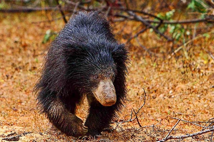 Yala National Park Safari from Weligama — Private Jeep Wildlife Tour photo 3