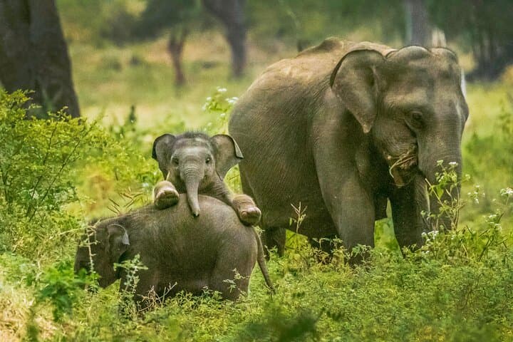 Yala National Park Safari from Weligama — Private Jeep Wildlife Tour photo 4