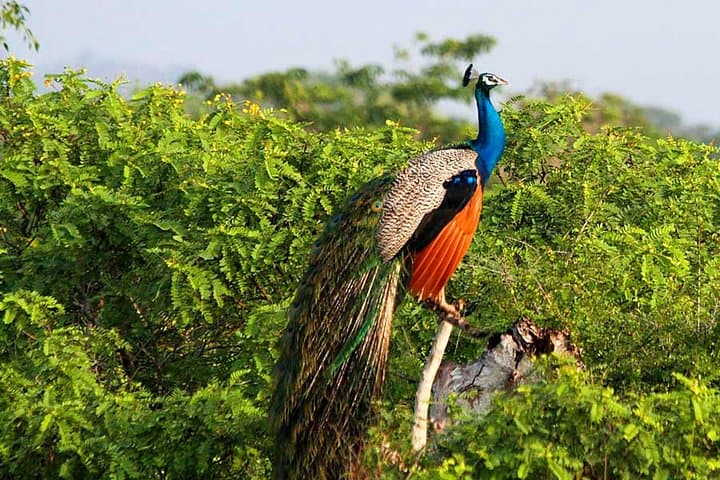 Yala National Park Safari from Weligama — Private Jeep Wildlife Tour photo 5
