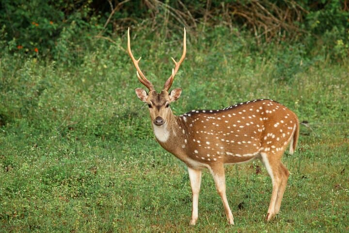 Yala National Park Safari from Weligama — Private Jeep Wildlife Tour photo 6