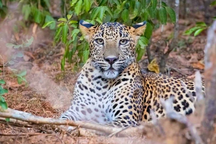 Yala National Park Safari from Weligama — Private Jeep Wildlife Tour