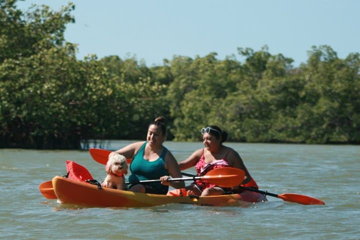 Guided Kayak Tour Through the Naples Mangroves — 2-Hour Wildlife Paddle photo 4