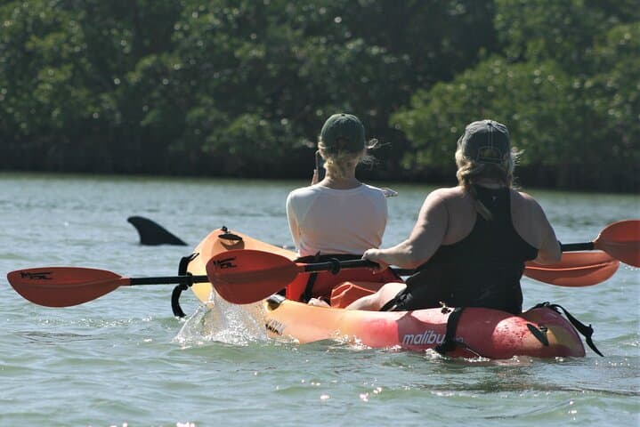 Guided Kayak Tour Through the Naples Mangroves — 2-Hour Wildlife Paddle photo 5