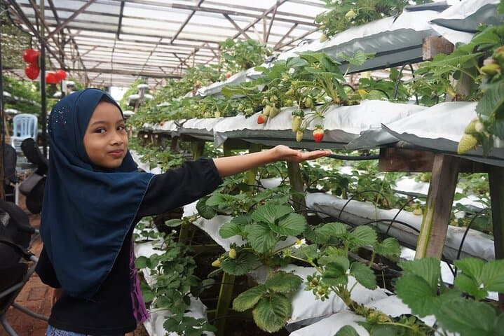 Cameron Highlands Day Tour: Tea Plantations, Strawberry Farms & Mossy Forests photo 1