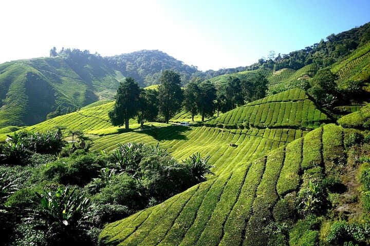 Cameron Highlands Day Tour: Tea Plantations, Strawberry Farms & Mossy Forests photo 2