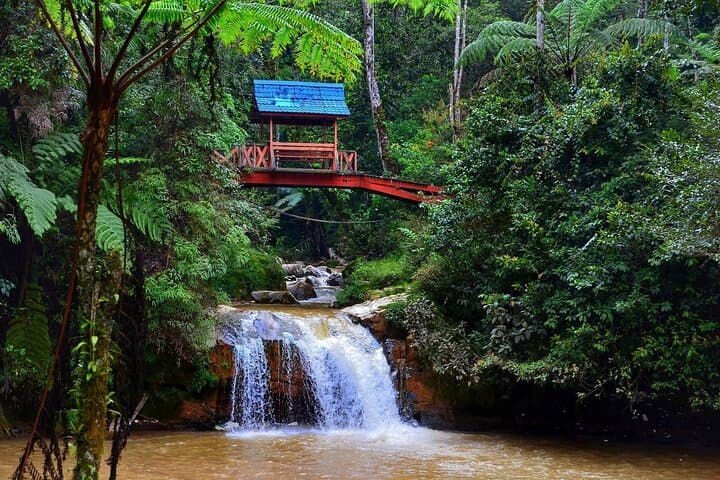 Cameron Highlands Day Tour: Tea Plantations, Strawberry Farms & Mossy Forests photo 3