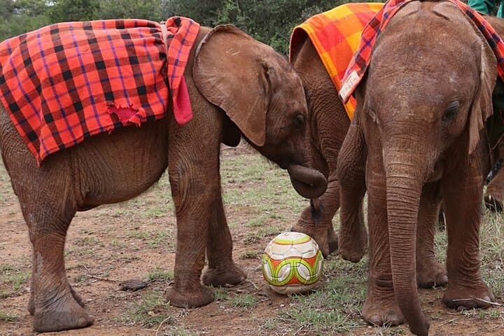 Close Encounters: Giraffe Centre & David Sheldrick Elephant Orphanage Day Tour from Nairobi photo 3