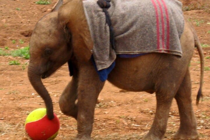 Close Encounters: Giraffe Centre & David Sheldrick Elephant Orphanage Day Tour from Nairobi photo 4