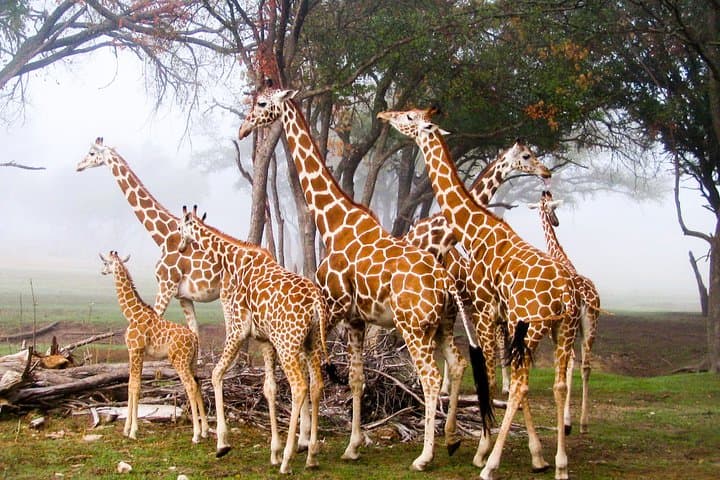 Close Encounters: Giraffe Centre & David Sheldrick Elephant Orphanage Day Tour from Nairobi photo 6