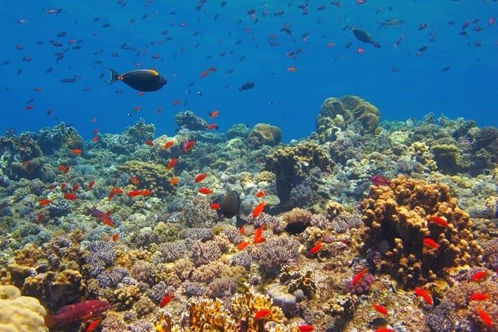 Paradise Island Full-Day Snorkel & Dolphin Watch from Hurghada photo 2