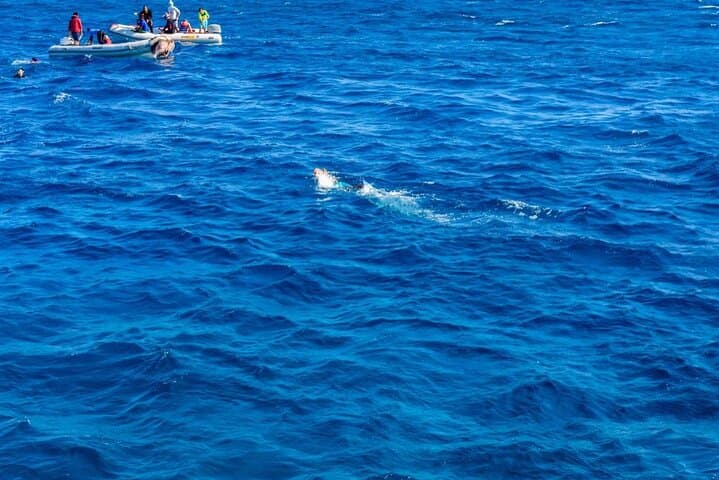 Paradise Island Full-Day Snorkel & Dolphin Watch from Hurghada photo 5