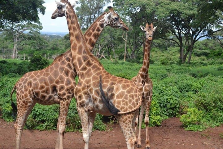 Close Encounters: Giraffe Centre & David Sheldrick Elephant Orphanage Day Tour from Nairobi