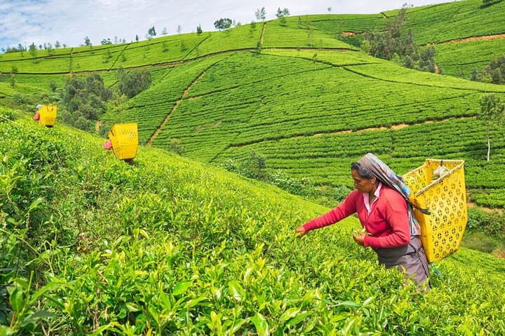 Full-Day Nuwara Eliya Highlands Tour from Kandy: Ramboda Falls, Tea Estates & Hakgala Gardens