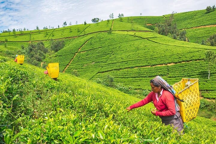Nuwara Eliya & Ramboda Falls Day Tour from Kandy: Hakgala, Tea Factory & Gregory Lake photo 4