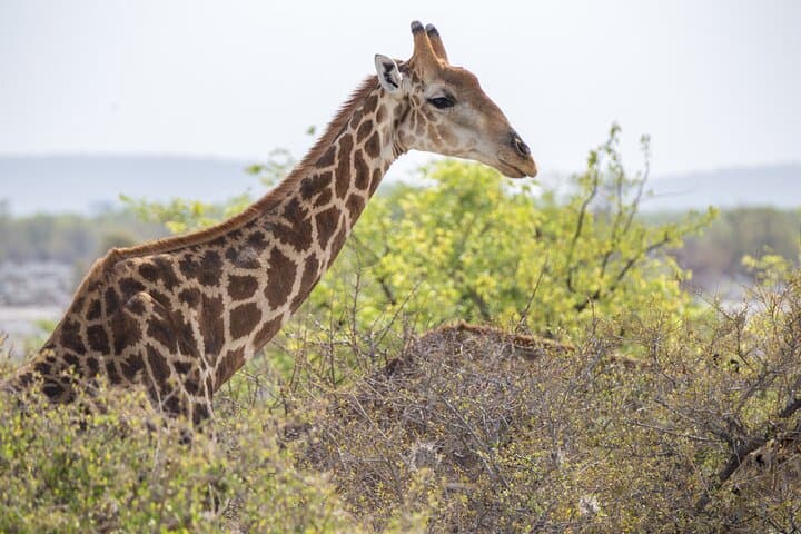 12-Day Classic Namibia Camping Safari — Etosha, Sossusvlei & the Skeleton Coast photo 2