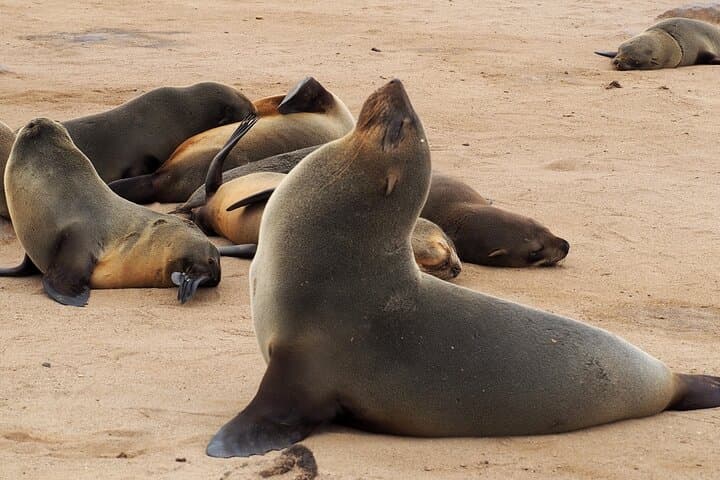 12-Day Classic Namibia Camping Safari — Etosha, Sossusvlei & the Skeleton Coast photo 6