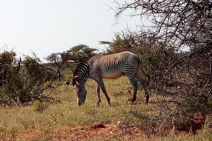Ngutuni Conservancy 2-Day Safari from Mombasa Beach — Game Drives & Lodge Stay photo 2