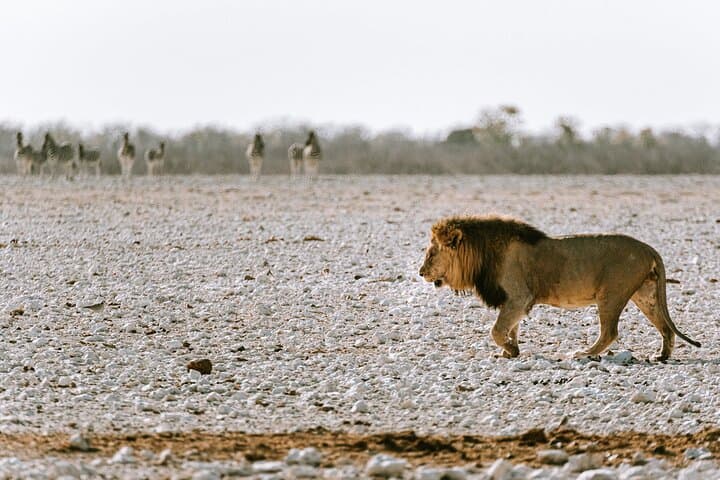 9-Day Namibia Safari: Canyons, Dunes & Wildlife Camping Adventure photo 2