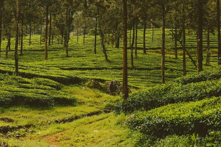 Madurai to Kodaikanal Day Trip: Guided Sightseeing by Car photo 3