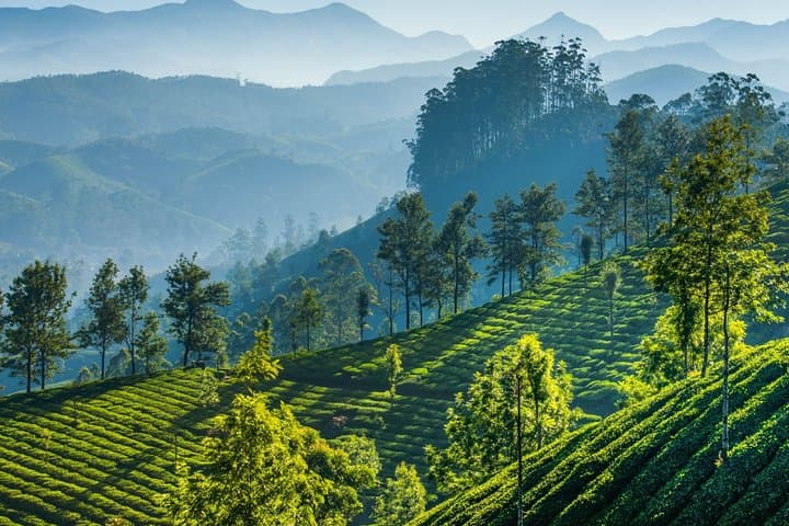 Madurai-to-Munnar Day Trip: Tea Plantations, Waterfalls & Eravikulam