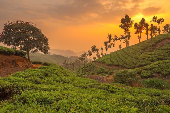 Madurai-to-Munnar Day Trip: Tea Plantations, Waterfalls & Eravikulam photo 3