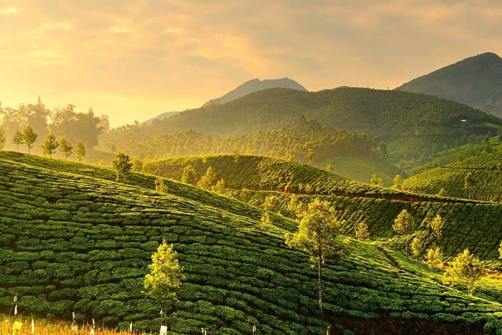 Madurai-to-Munnar Day Trip: Tea Plantations, Waterfalls & Eravikulam photo 5