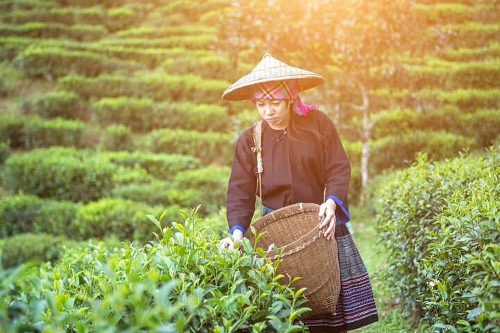 Madurai-to-Munnar Day Trip: Tea Plantations, Waterfalls & Eravikulam photo 6