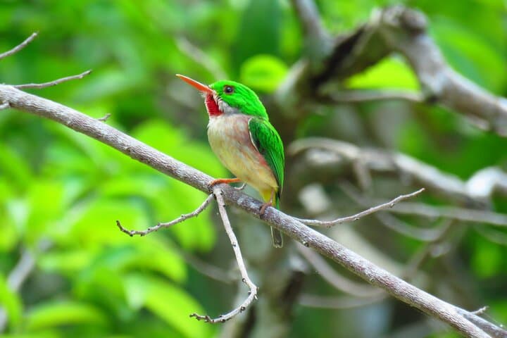 Private Kayak Tour of Los Haitises National Park — Mangroves, Taino Caves & Sabana de la Mar Lunch photo 3