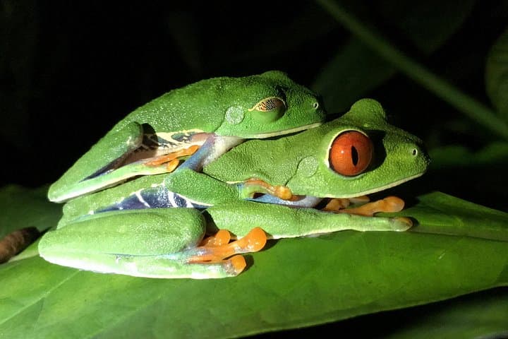 Manuel Antonio Night Wildlife Tour: See Red-Eyed Tree Frogs & Nocturnal Mammals