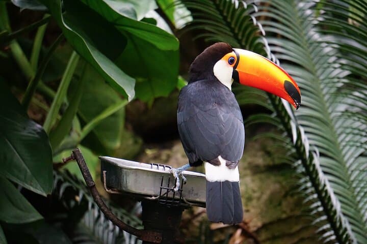 Full-Day Minca Coffee & Waterfall Tour from Santa Marta photo 5