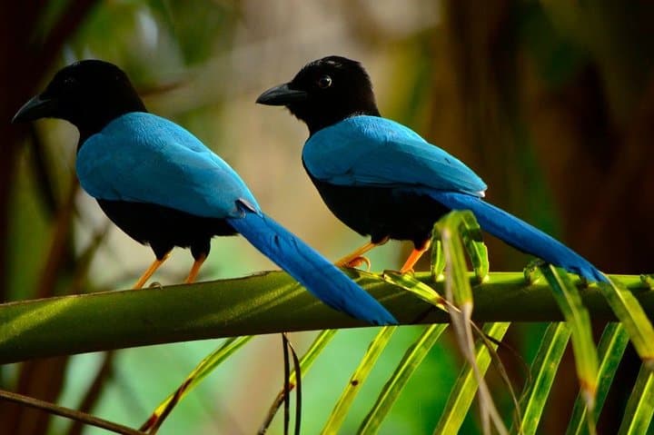 Birdwatching Coba from Tulum: Shared Eco‑Tour to See 360+ Species