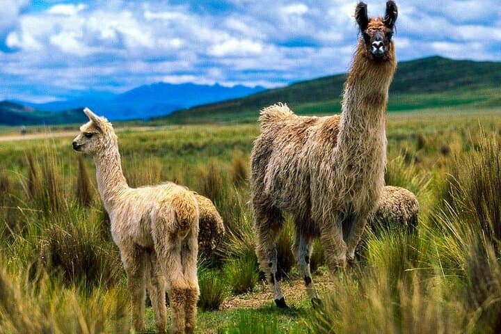 Route of the Sun: Arequipa to Machu Picchu via Colca Canyon & Lake Titicaca (7-Day) photo 4