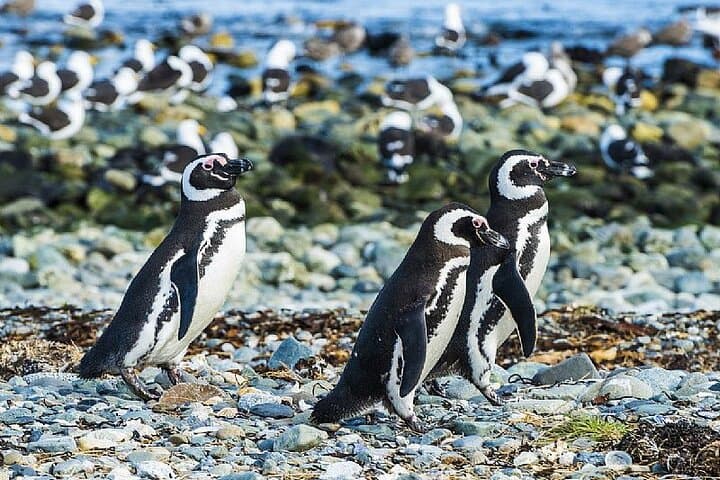 Half-Day Sailing to Magdalena Island Penguin Colony from Punta Arenas