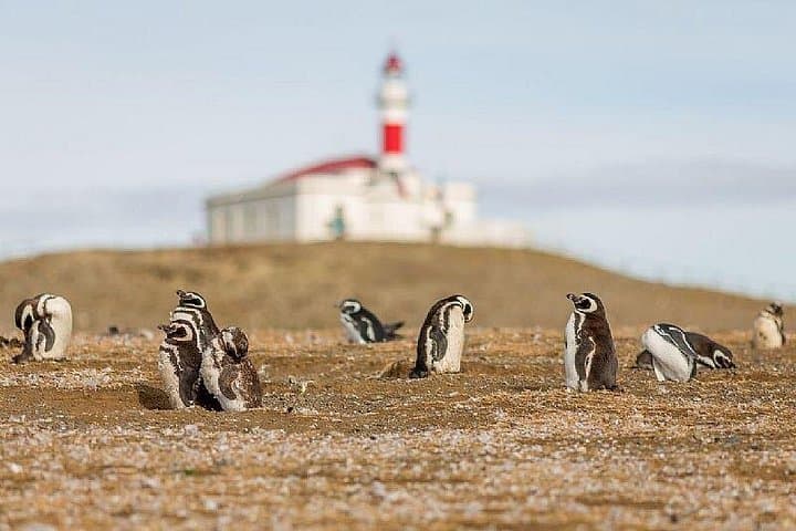 Half-Day Sailing to Magdalena Island Penguin Colony from Punta Arenas photo 2