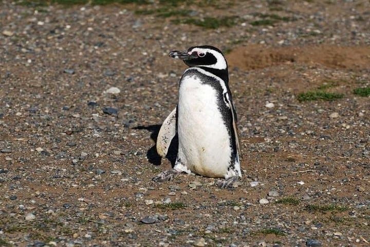 Half-Day Sailing to Magdalena Island Penguin Colony from Punta Arenas photo 3