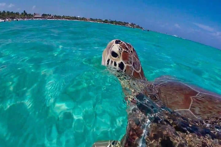 Tulum ruins and Akumal snorkeling: swim with turtles and explore a cenote photo 2