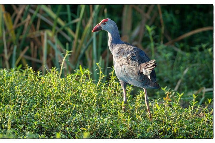 Bundala Bird Safari from Ahangama — Ramsar Wetland Day Tour photo 4