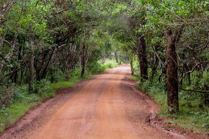 Wilpattu Safari from Habarana — Jeep Game Drive for Leopards & Elephants photo 4